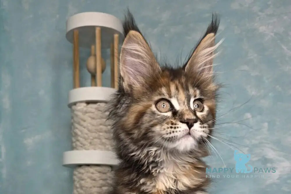 Safari Maine Coon female black tortie with white tabby live animals