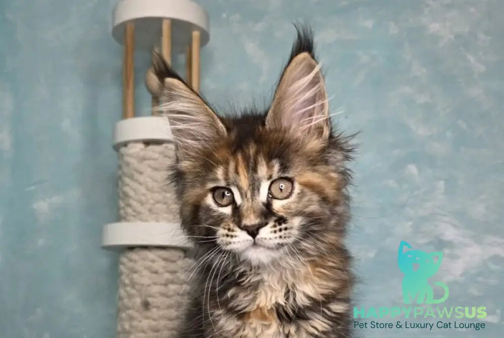 Safari Maine Coon female black tortie with white tabby live animals