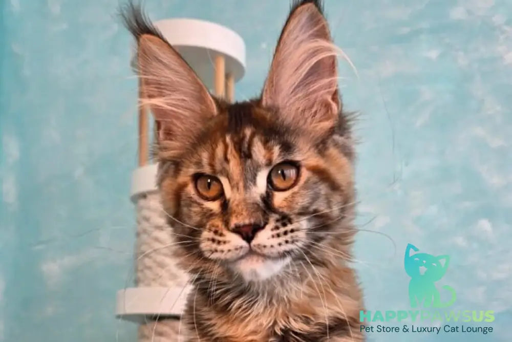 Safari Maine Coon female black tortie with white tabby live animals