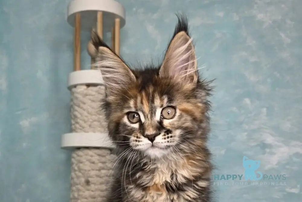 Safari Maine Coon female black tortie with white tabby live animals