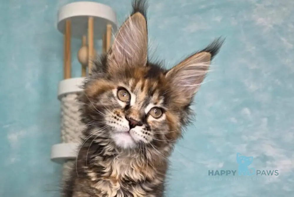 Safari Maine Coon female black tortie with white tabby live animals