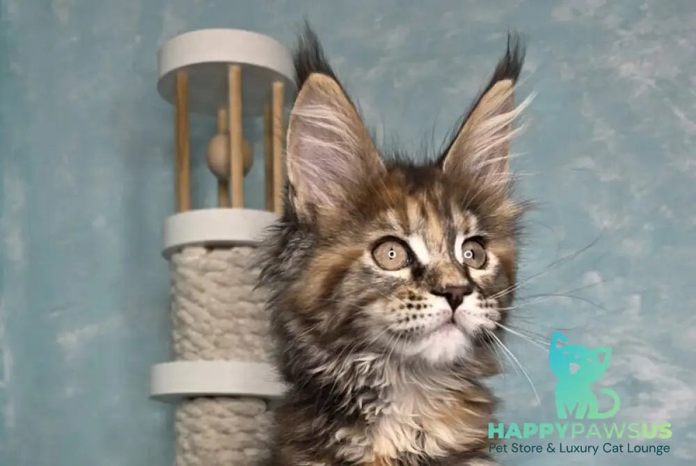 Safari Maine Coon female black tortie with white tabby live animals