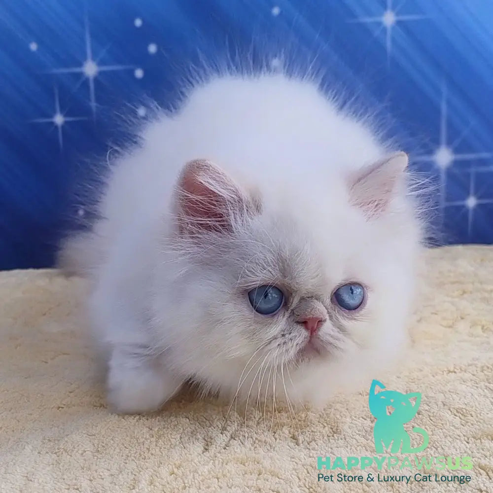Saffi Persian female cream pointed - live animals