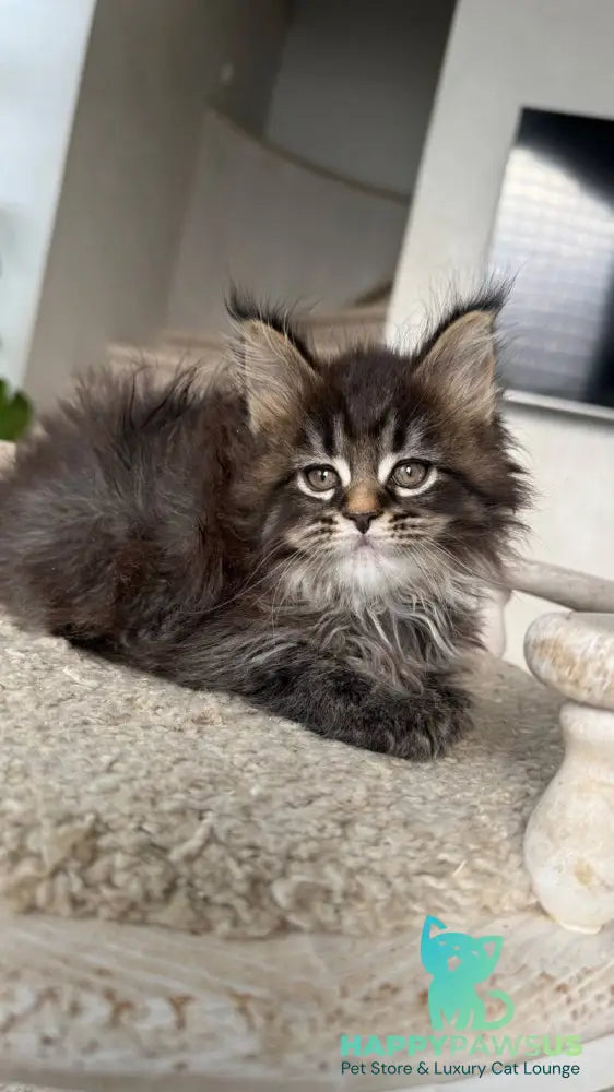 Safina Maine Coon male black tabby - live animals