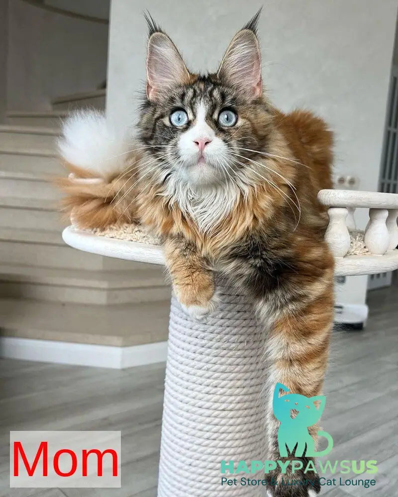 Safina Maine Coon male black tabby - live animals