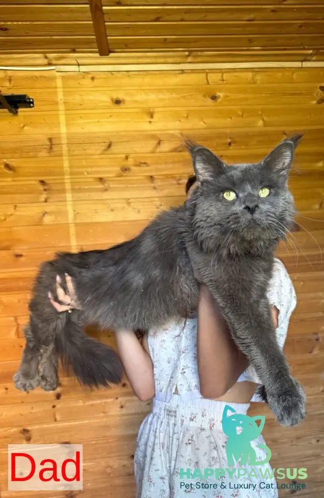 Safina Maine Coon male black tabby - live animals