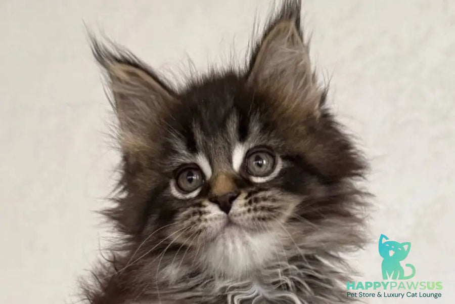 Safina Maine Coon male black tabby - live animals