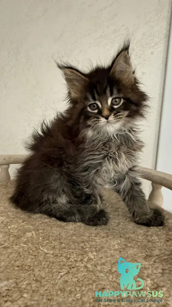 Safina Maine Coon male black tabby - live animals