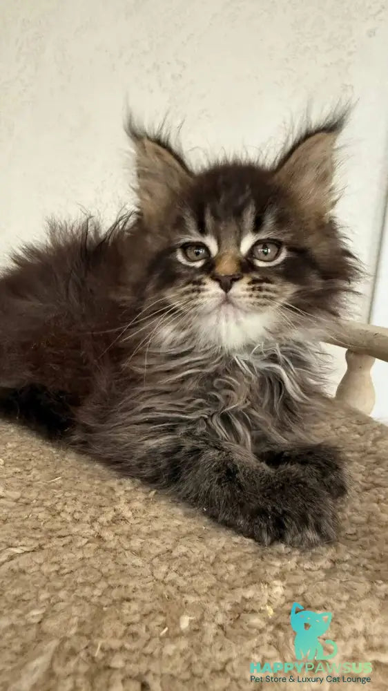 Safina Maine Coon male black tabby - live animals