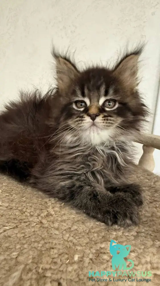 Safina Maine Coon male black tabby - live animals