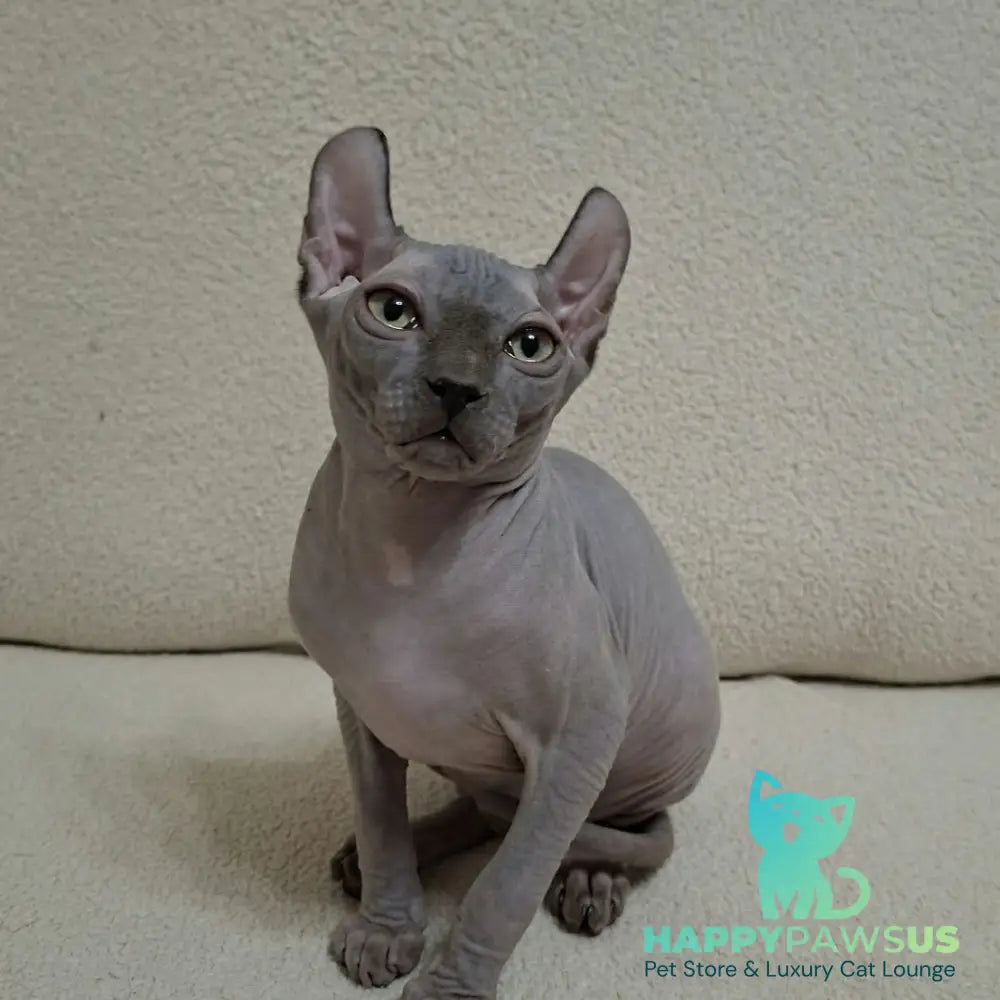 Sahar Elf male blue - live animals