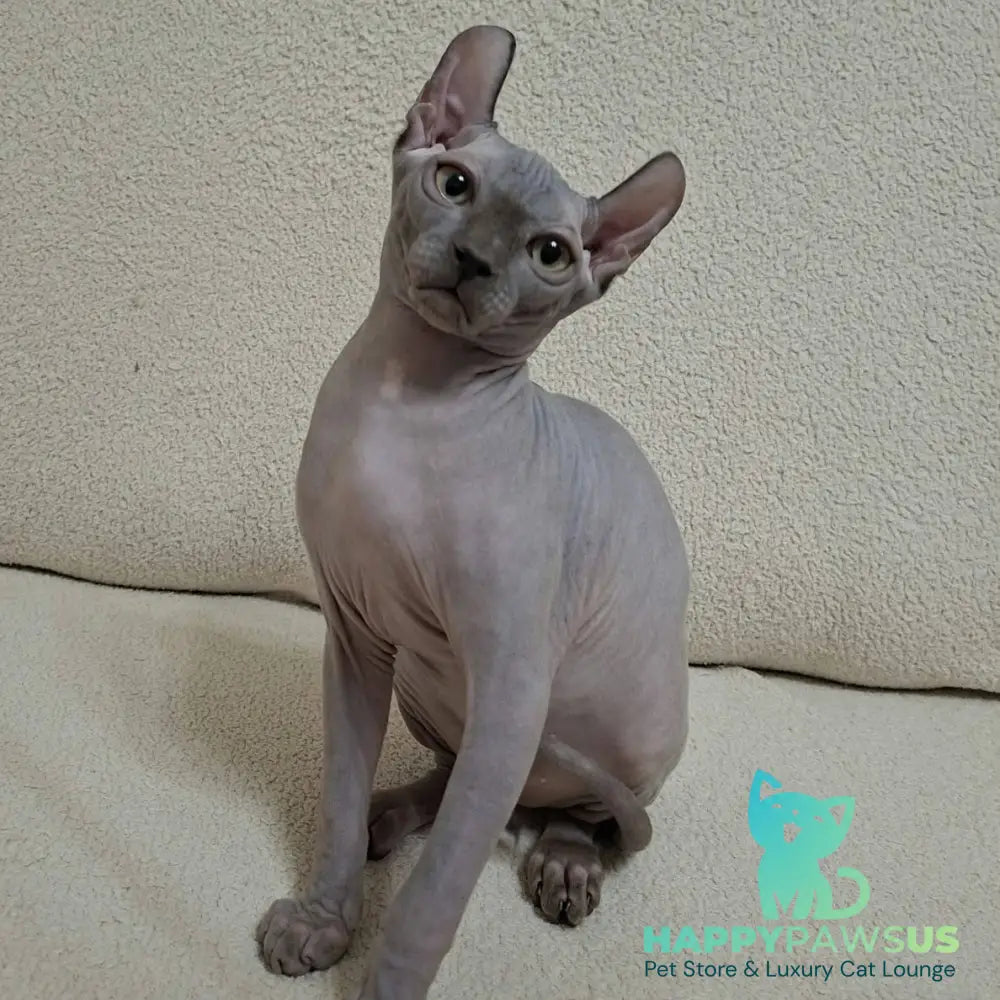 Sahar Elf male blue - live animals