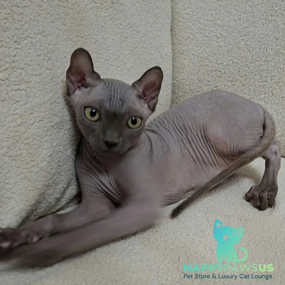 Sahar Elf male blue - live animals