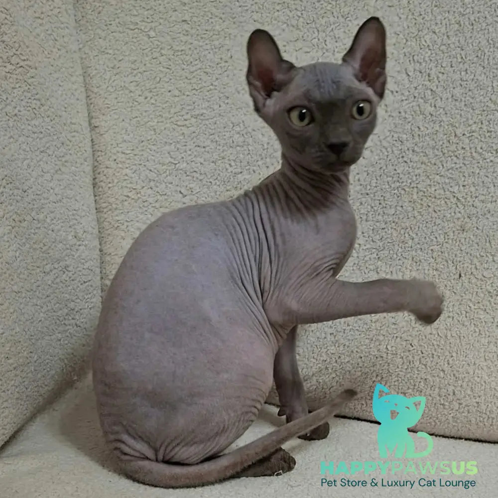 Sahar Elf male blue - live animals