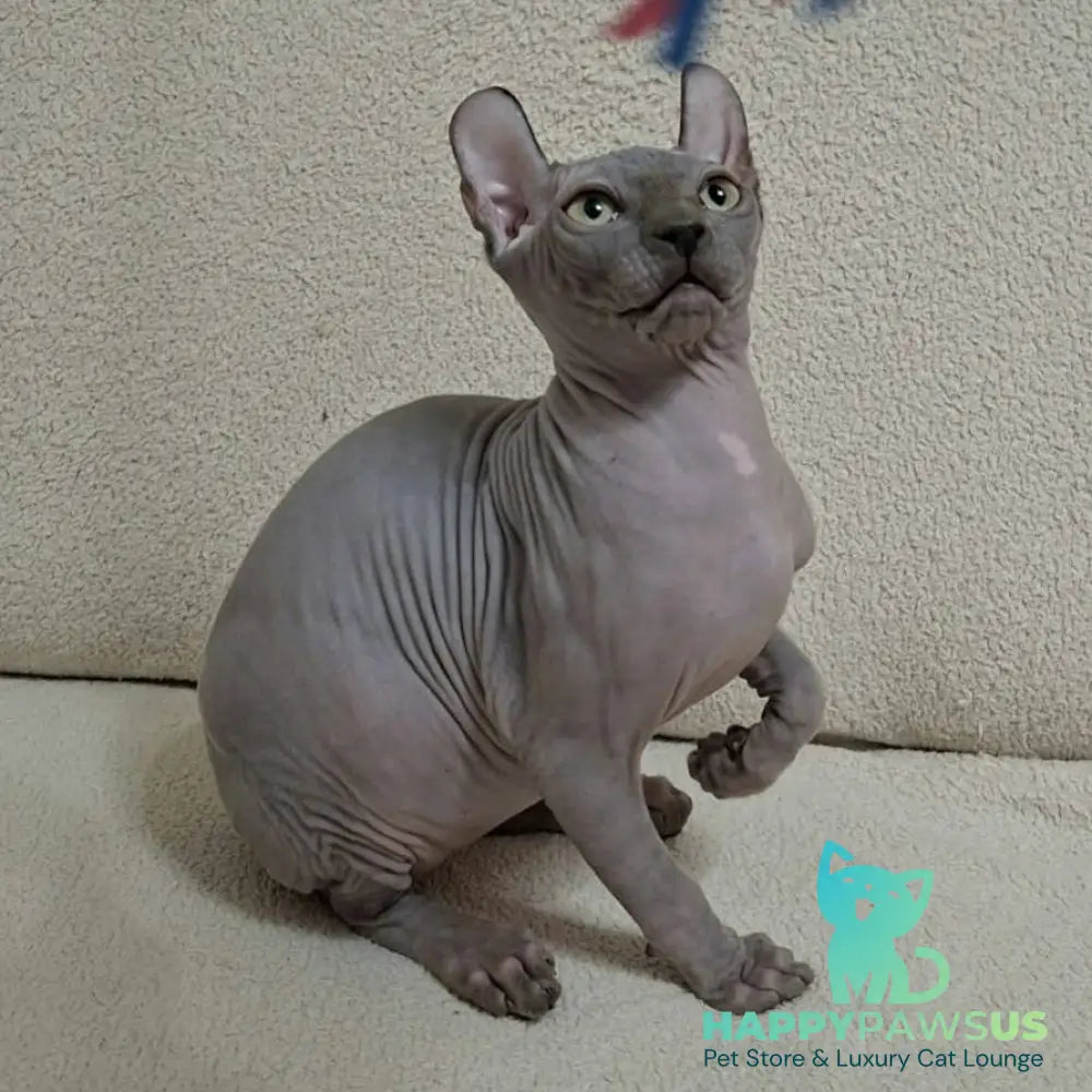 Sahar Elf male blue - live animals