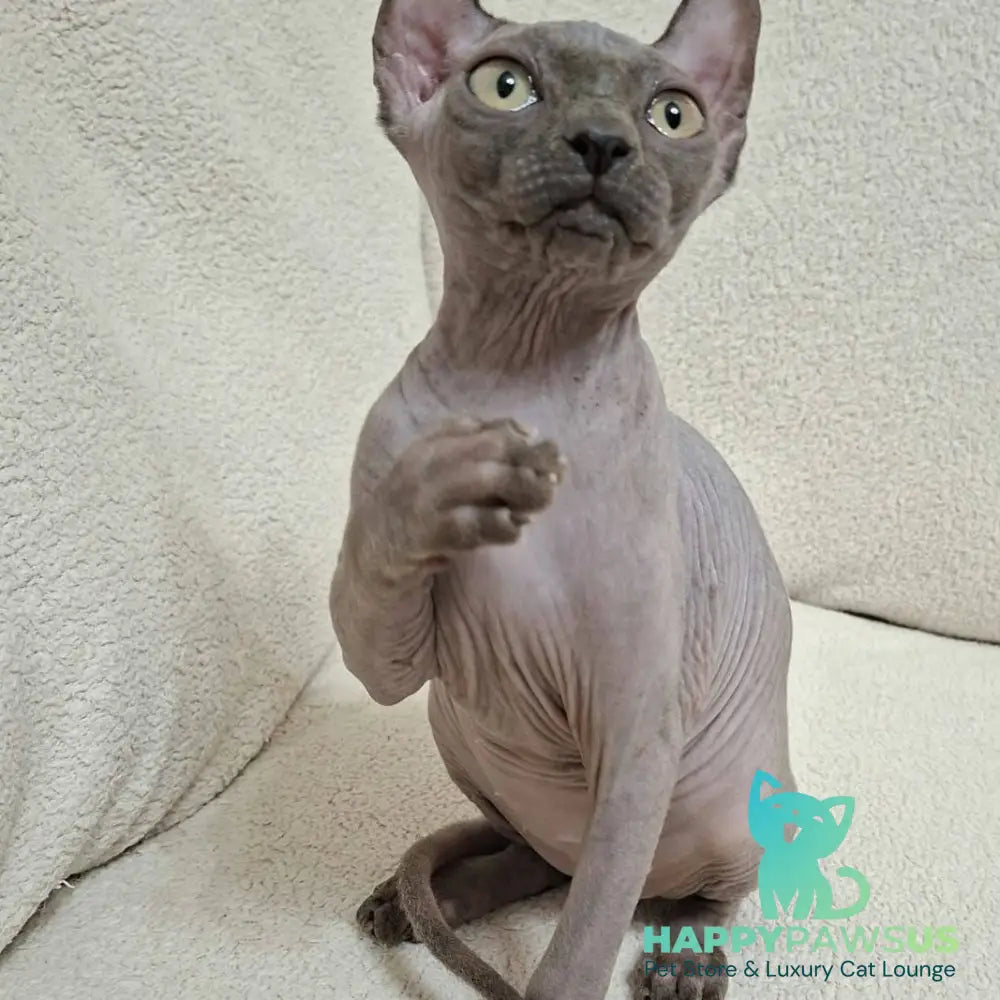 Sahar Elf male blue - live animals