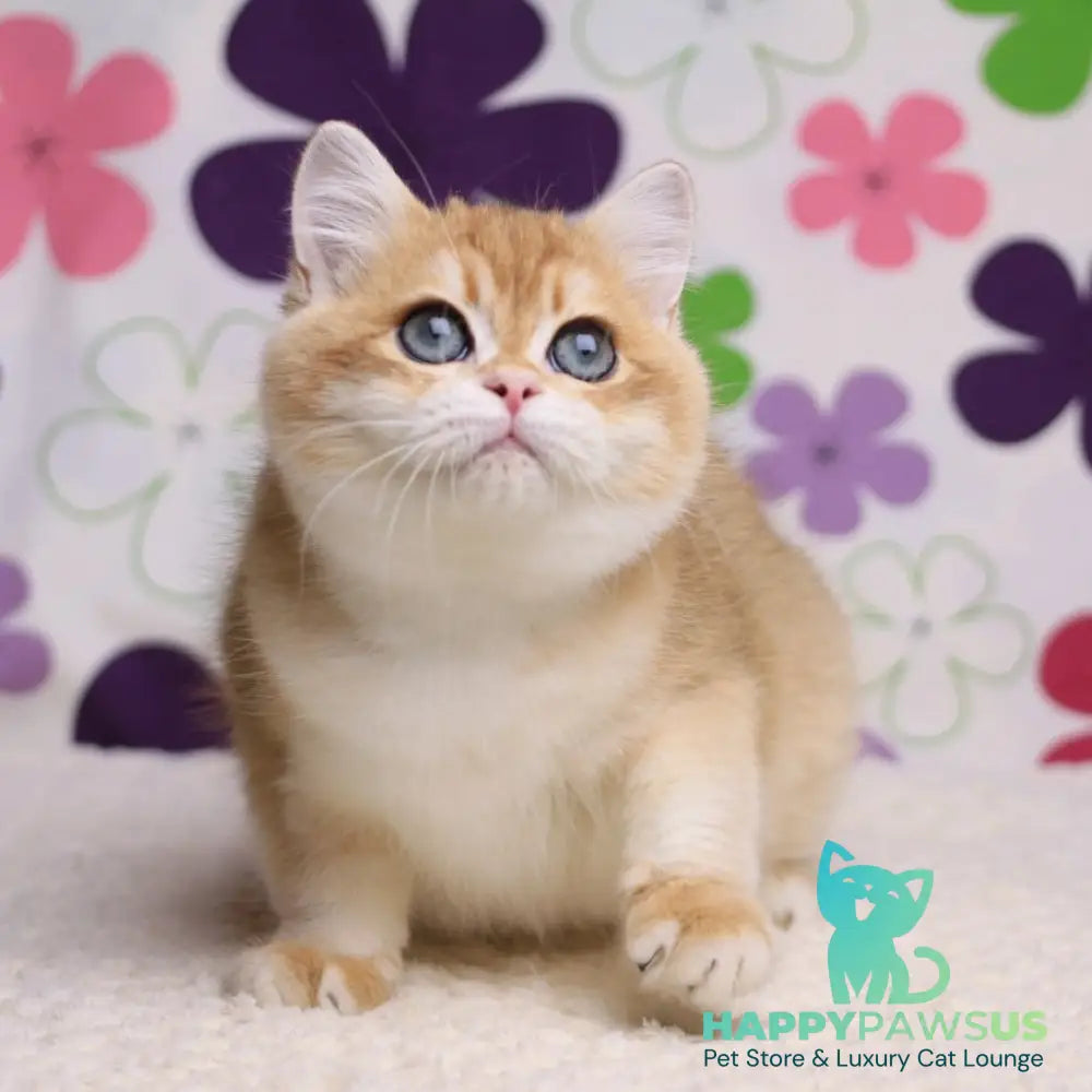 Saharok British Shorthair male black golden chinchilla - live animals