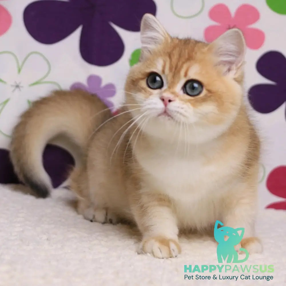 Saharok British Shorthair male black golden chinchilla - live animals