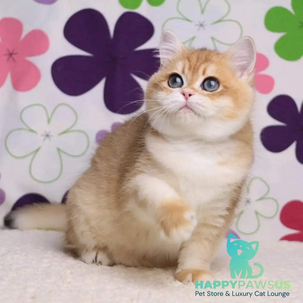 Saharok British Shorthair male black golden chinchilla - live animals