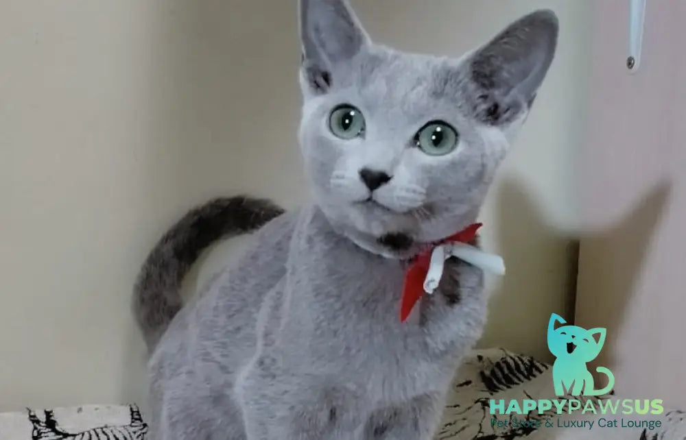 Sahra Russian Blue female blue live animals