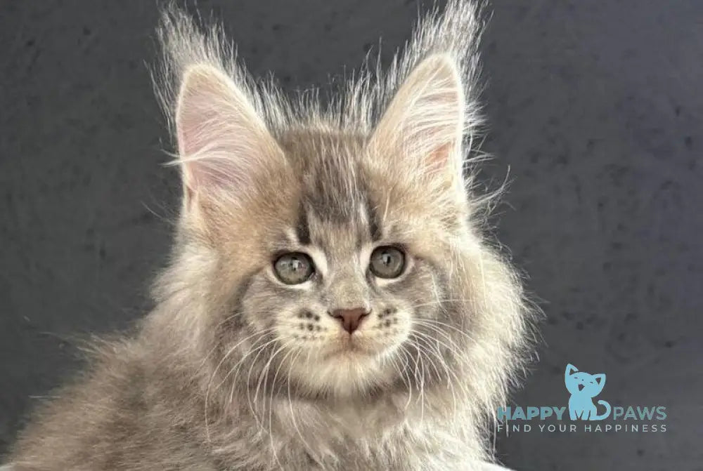 Saigon Maine Coon male blue silver tabby live animals