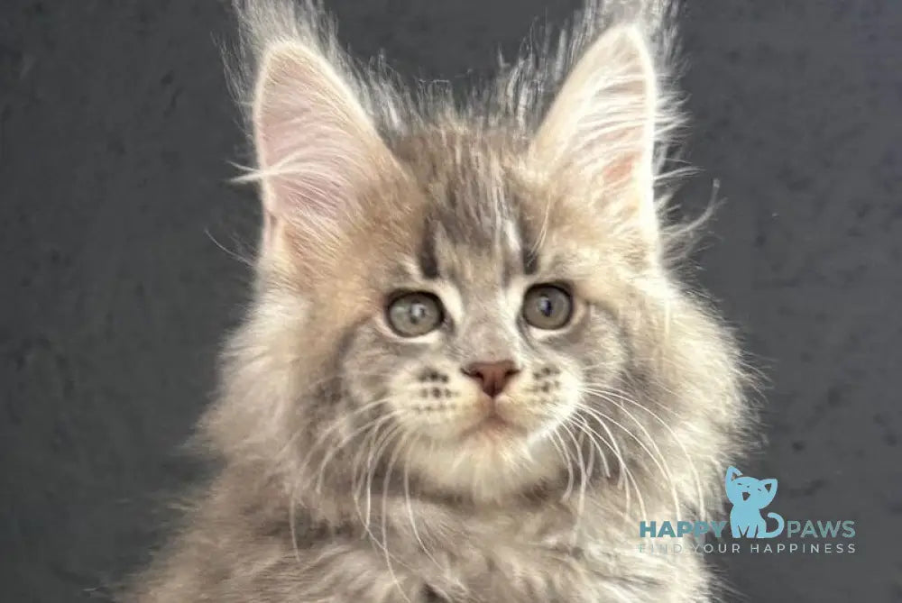 Saigon Maine Coon male blue silver tabby live animals