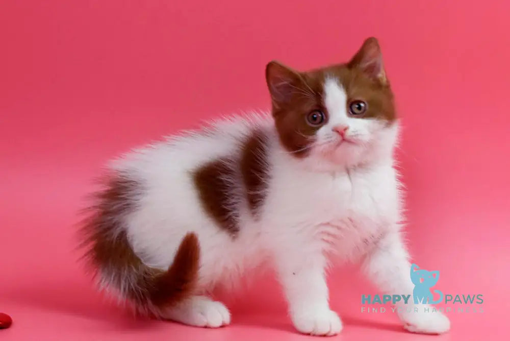 Saiman British Shorthair male cinnamon bicolour live animals