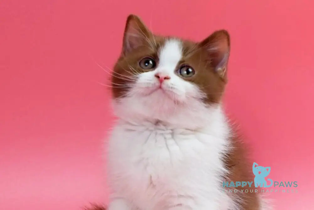 Saiman British Shorthair male cinnamon bicolour live animals