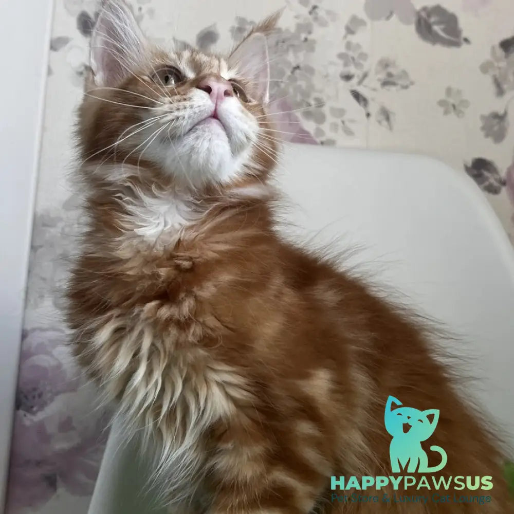 Saimon Maine Coon male red tabby - live animals