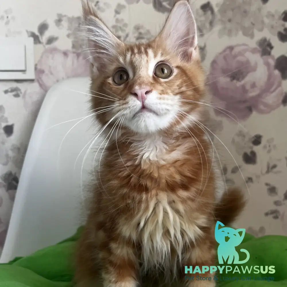 Saimon Maine Coon male red tabby - live animals