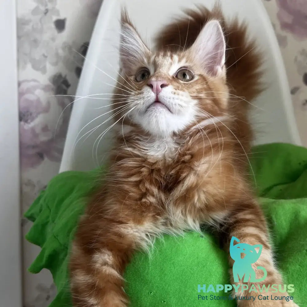 Saimon Maine Coon male red tabby - live animals