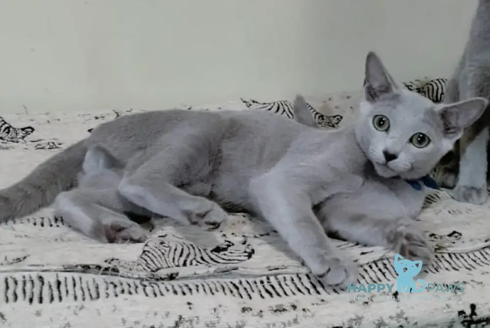 Saimon Russian Blue male blue live animals