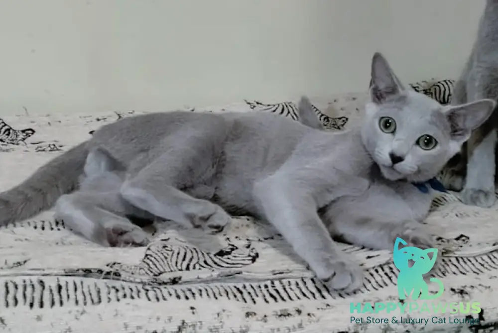 Saimon Russian Blue male blue live animals