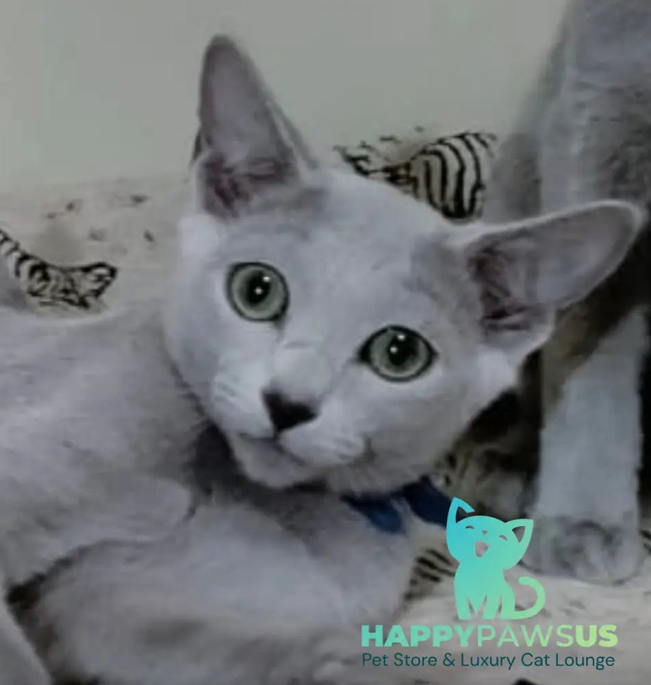 Saimon Russian Blue male blue live animals