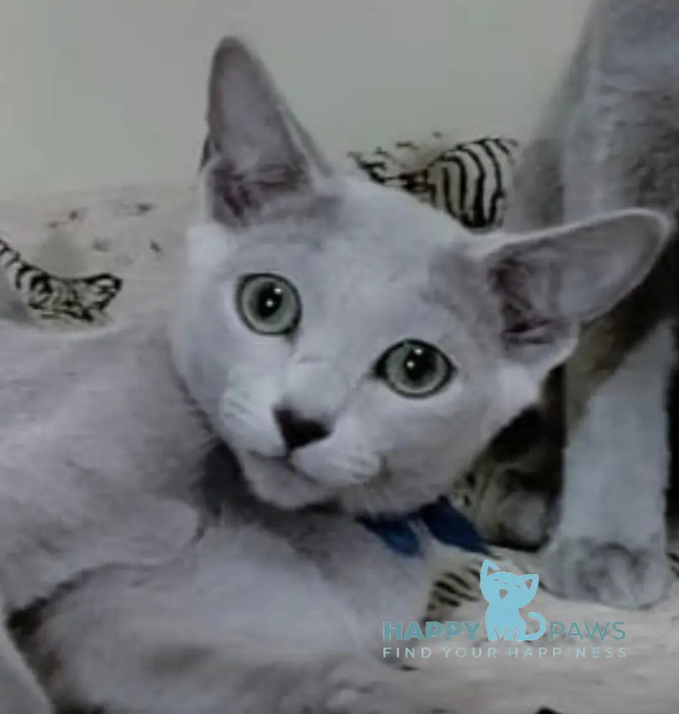 Saimon Russian Blue male blue live animals