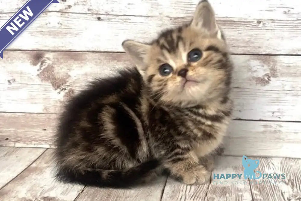 Sakura British Shorthair female black silver tabby live animals