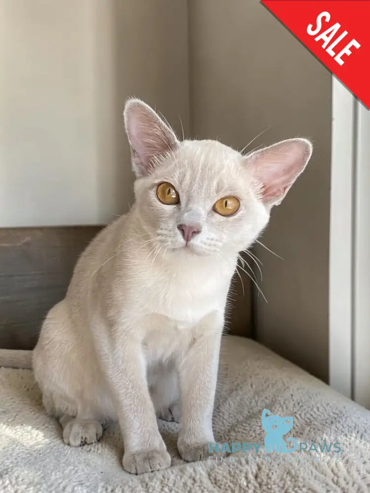 Sakura Burmese female lilac - live animals