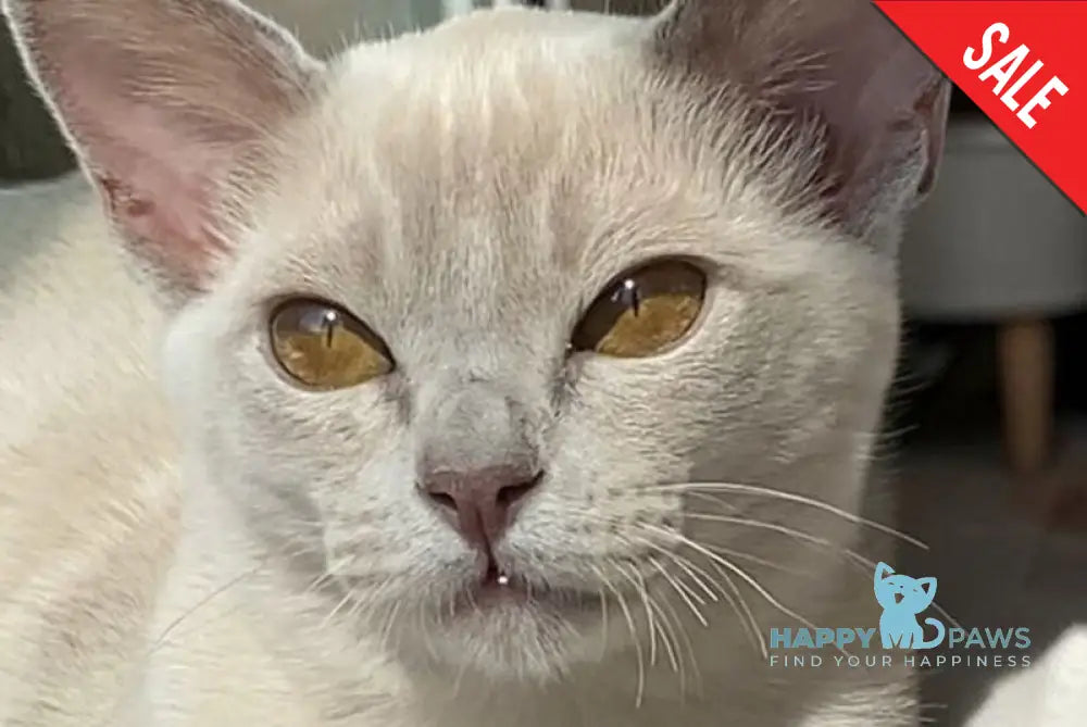 Sakura Burmese female lilac - live animals