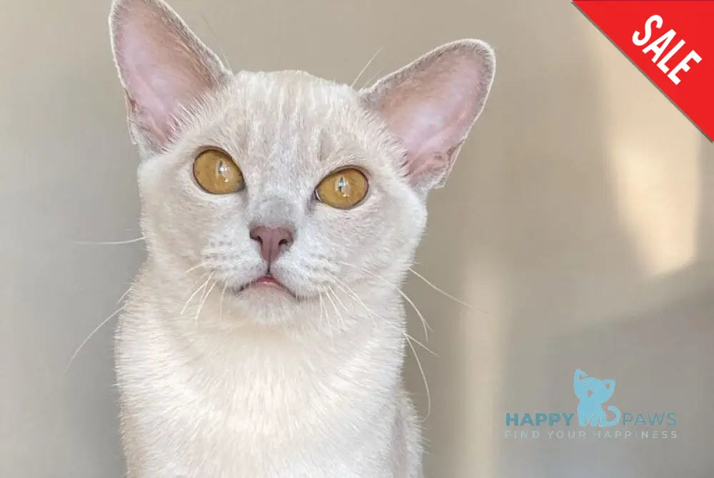 Sakura Burmese female lilac - live animals