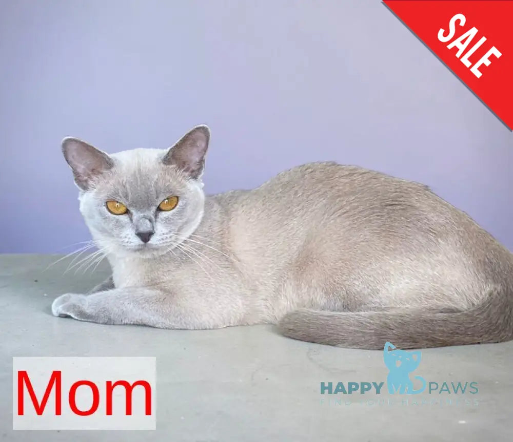 Sakura Burmese female lilac - live animals