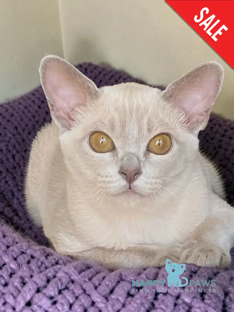 Sakura Burmese female lilac - live animals