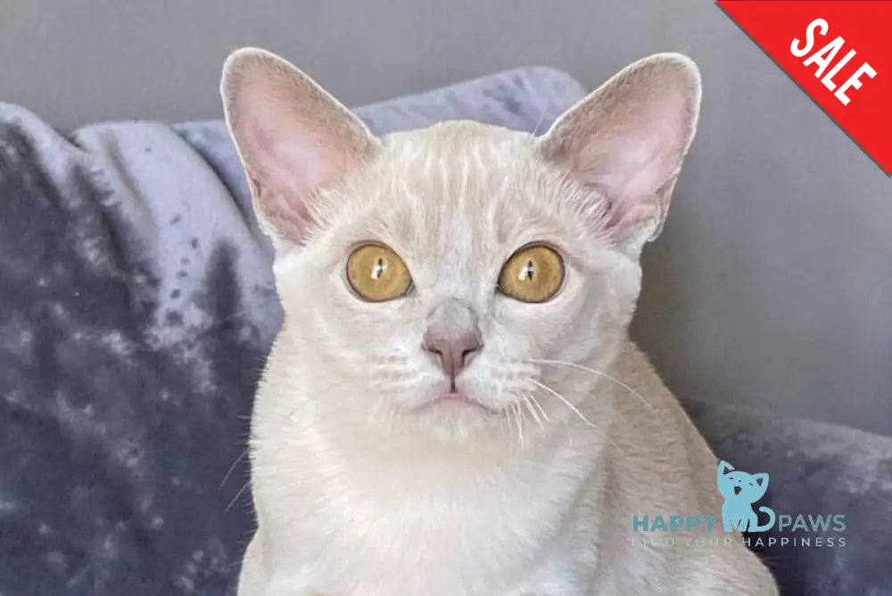 Sakura Burmese female lilac - live animals