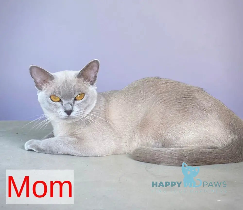 Sakura Burmese female lilac - live animals
