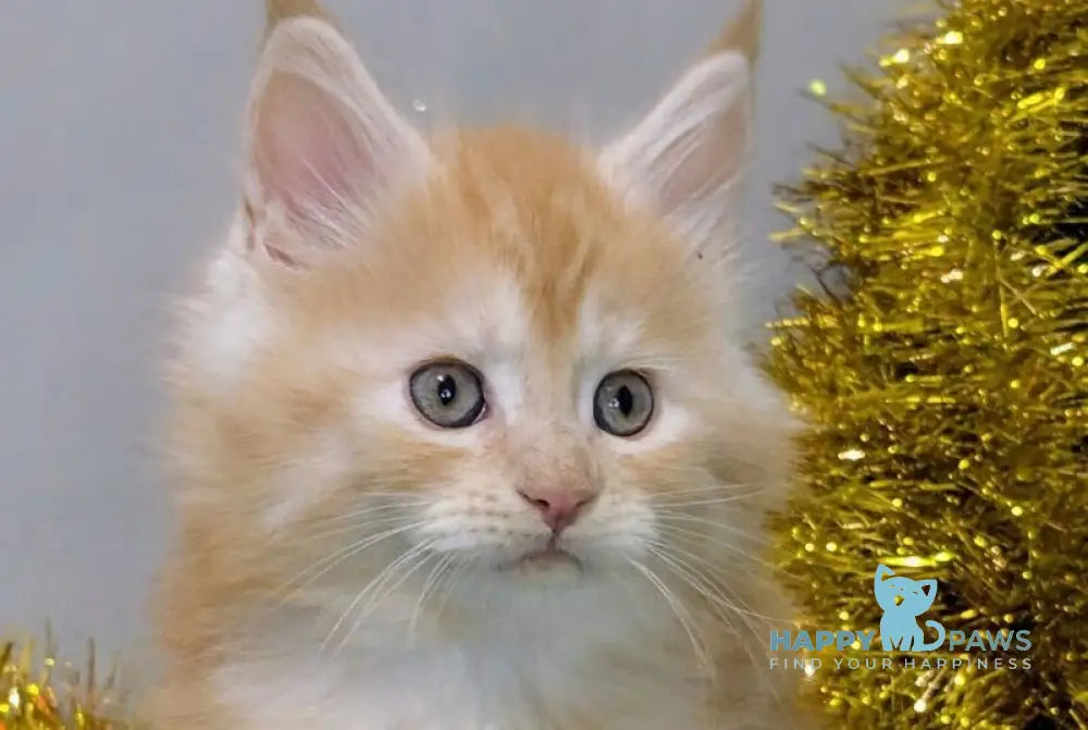 Sakura Maine Coon female red silver tabby live animals