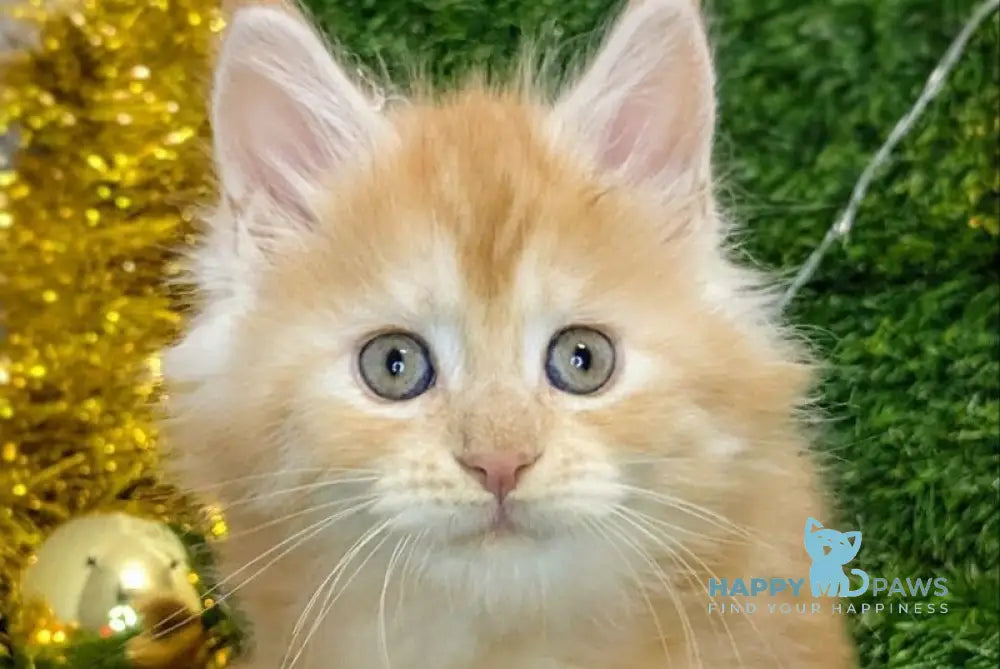 Sakura Maine Coon female red silver tabby live animals