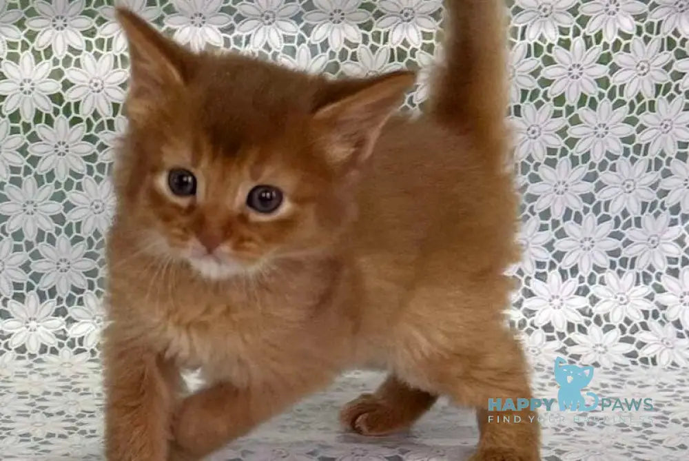 Sakura Somali female sorrel live animals