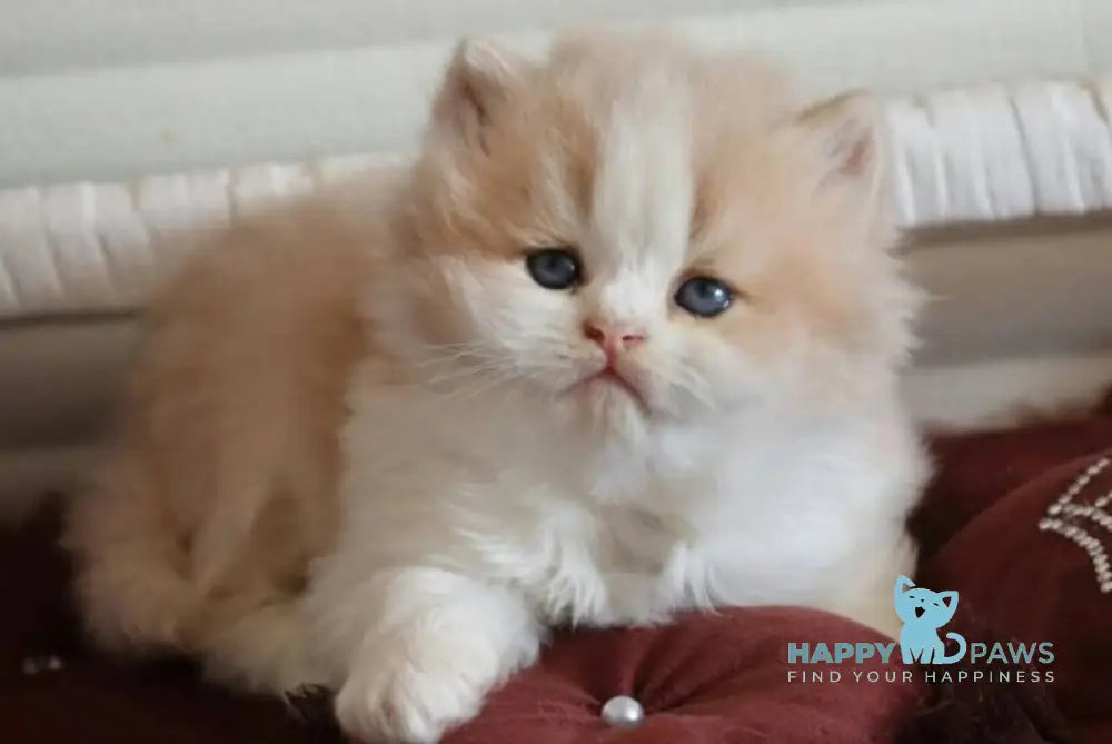 Salem British Longhair male fawn bicolour - live animals
