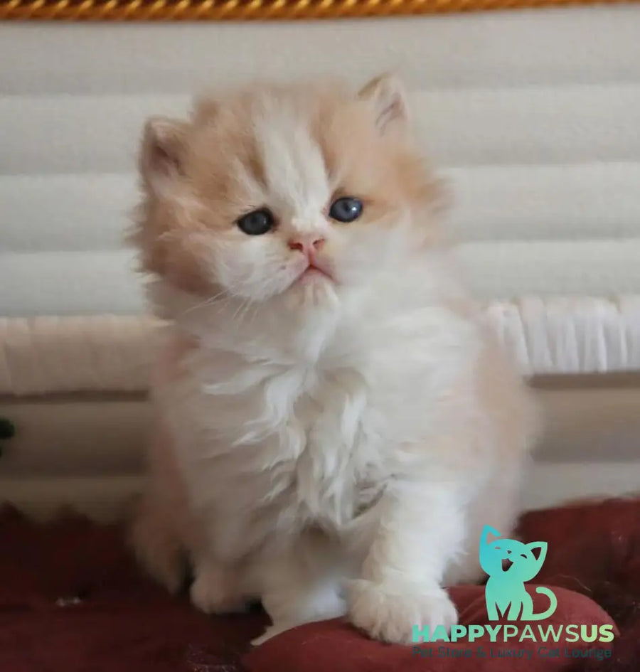 Salem British Longhair male fawn bicolour - live animals