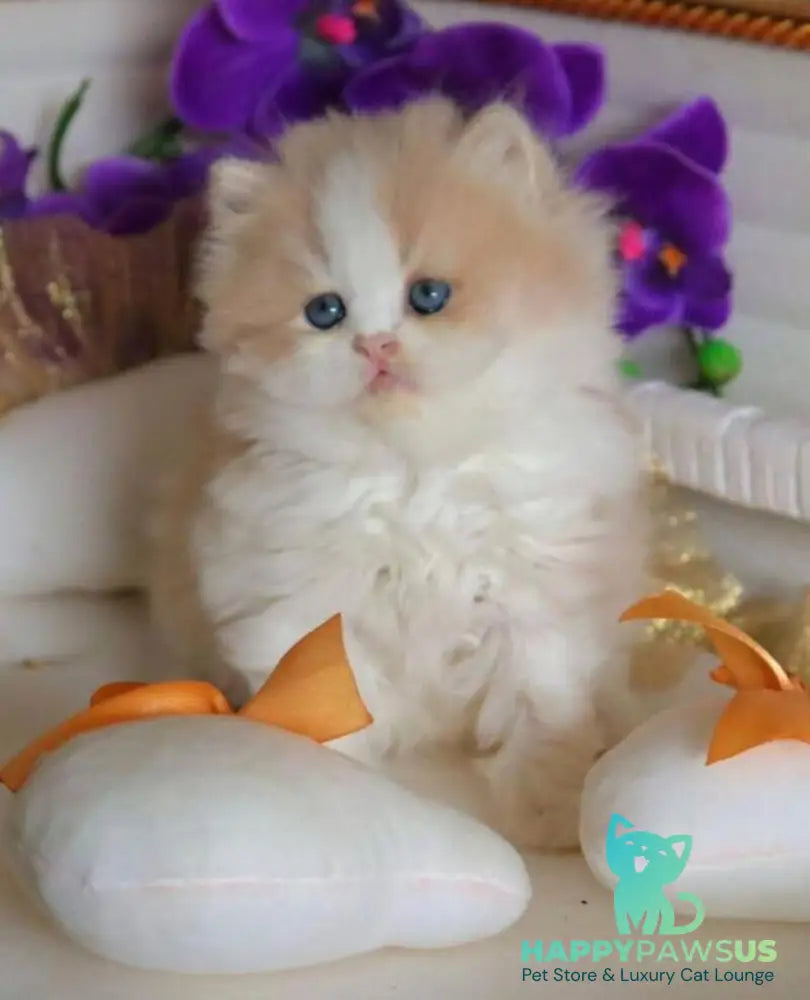 Salem British Longhair male fawn bicolour - live animals