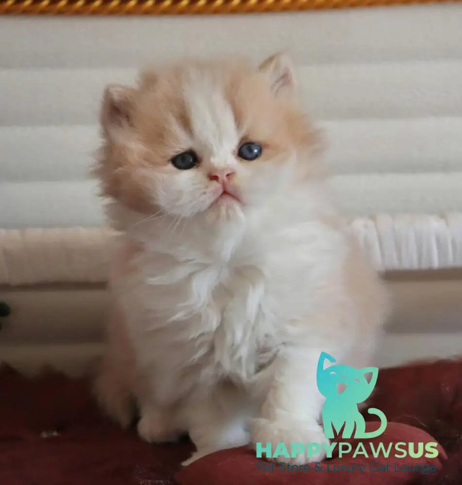 Salem British Longhair male fawn bicolour - live animals